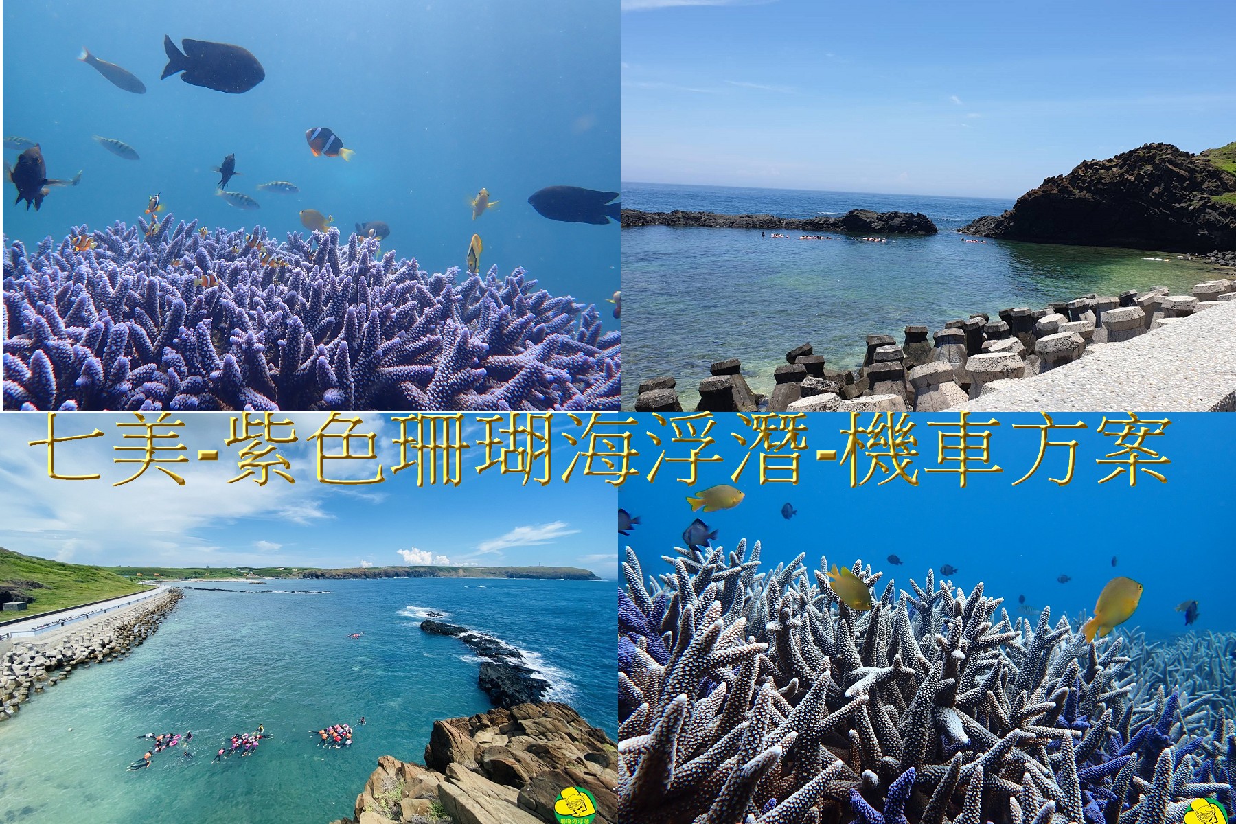 七美紫色珊瑚海浮潛